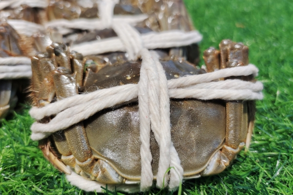 死大闸蟹螃蟹不能吃吗？ 冷冻的死螃蟹能吃不