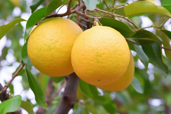 柚子皮晒干保存三年有用吗？ 柚子皮晒干后的作用