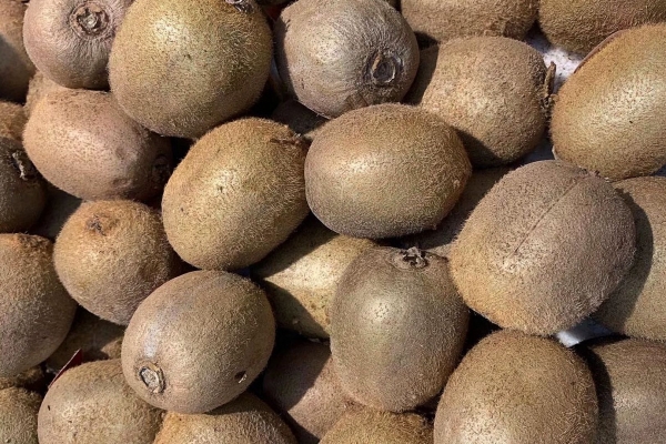 猕猴桃保存方法和温度 猕猴桃催熟的最佳方法