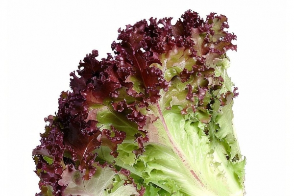 紫甘蓝的功效与禁忌 紫甘蓝上火还是降火