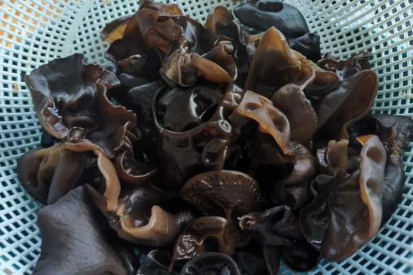 黑木耳怎么泡发最好 泡发黑木耳需要注意什么