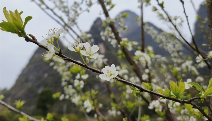 立春节气有哪些风俗 其他地区特色风俗