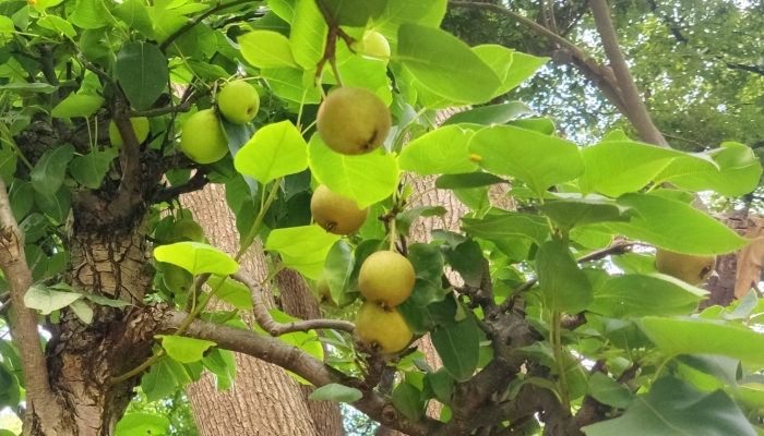 白露养生南方适合吃啥润燥食材 白露节气润燥食材推荐