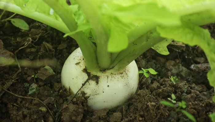 秋分吃炖萝卜最养生吗？ 炖萝卜的家常做法推荐