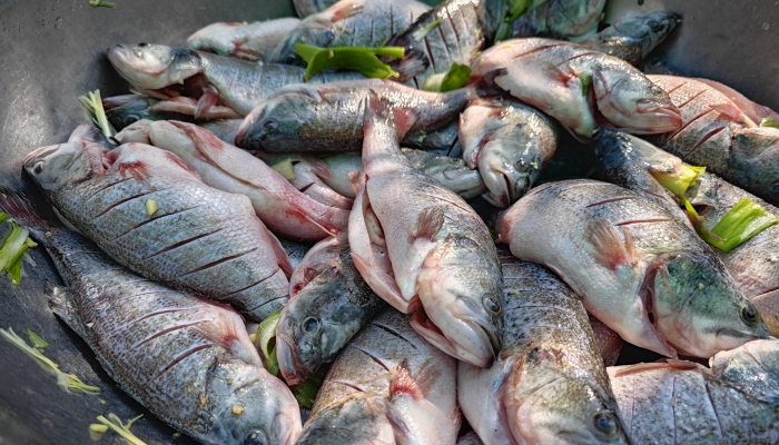 秋分吃清蒸鲈鱼最养生吗？ 秋分吃鲈鱼的一些小建议