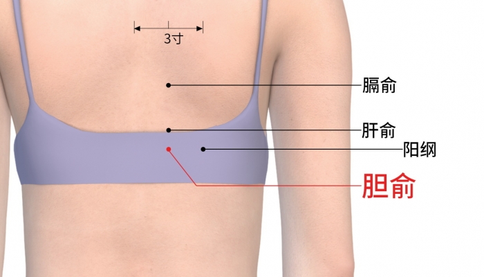 寒露艾灸胆俞穴助消化吗？ 胆俞穴的位置和作用