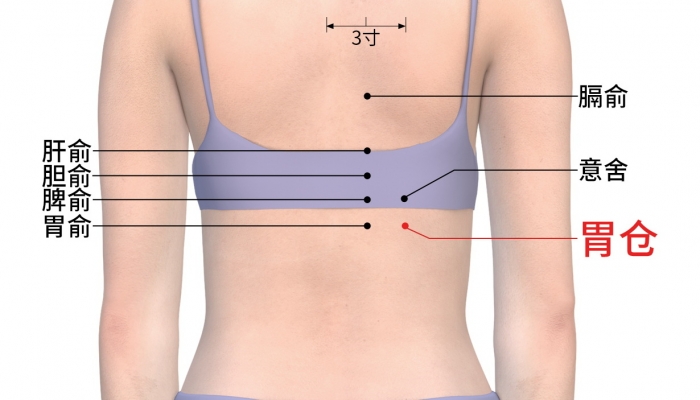寒露艾灸胃俞穴养肠胃吗？ 胃俞穴的位置和认识